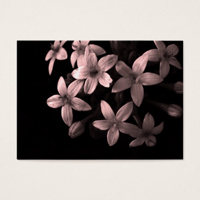 pentas rouge (Devant)