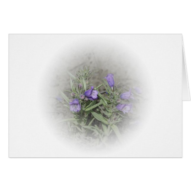 Pentige de langue floue (Penstemon eriantherus) (Devant horizontal)