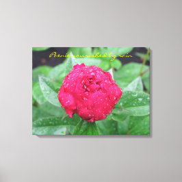 Peonie After Rain Wrapped Canvas Leinwanddruck