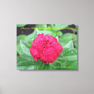 Peonie après toile enveloppée par pluie