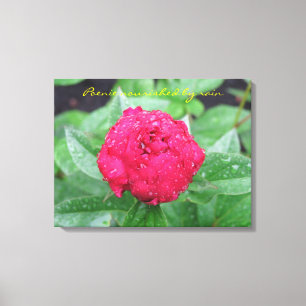 Peonie nach Regen eingewickelter Leinwand