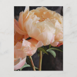 Peonies 7 postkarte
