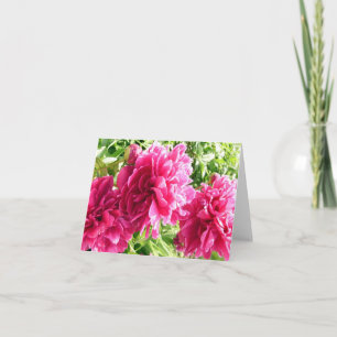 Peonies chaudes / Carte de billets