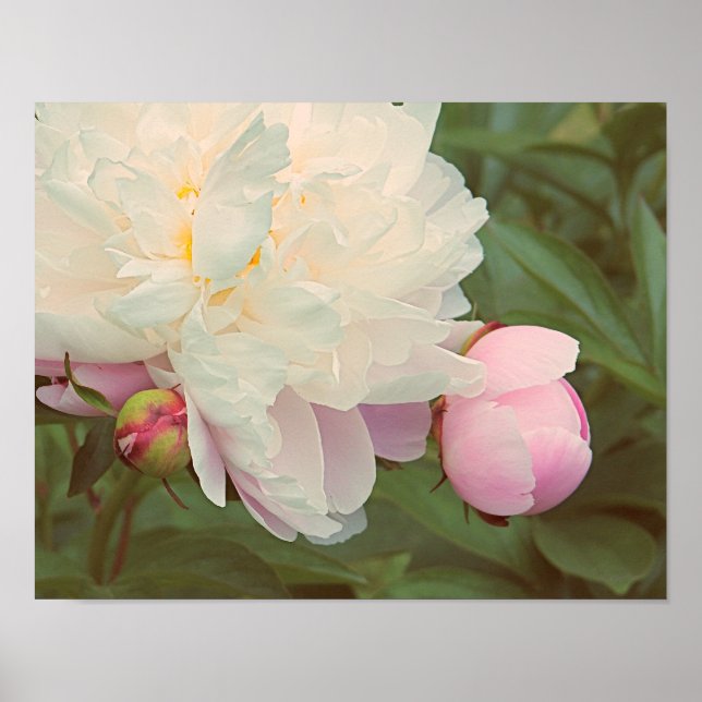 Peonies Pink Peony and Bud Flower Art Poster (Vorne)