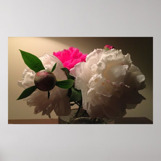 Peonies, Poster (Vorne)