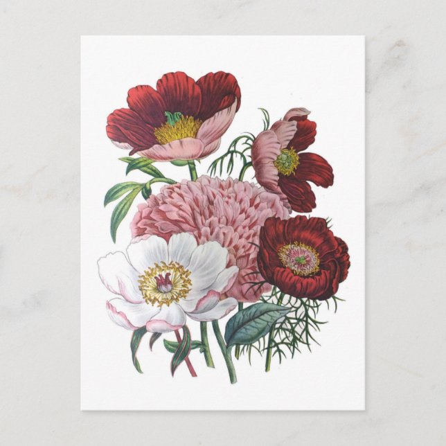 Peonies Postkarte (Vorderseite)