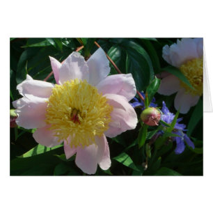 Peonies roses et jaunes Belle florale