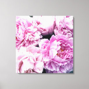 Peonies roses toile étirée