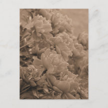 Peonies vor dem Licht in Sepia