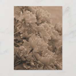 Peonies vor dem Licht in Sepia Postkarte