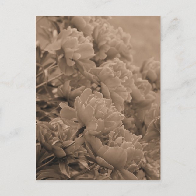Peonies vor dem Licht in Sepia Postkarte (Vorderseite)