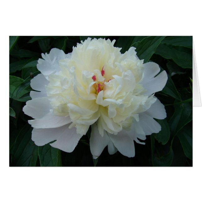 Peony (Devant horizontal)