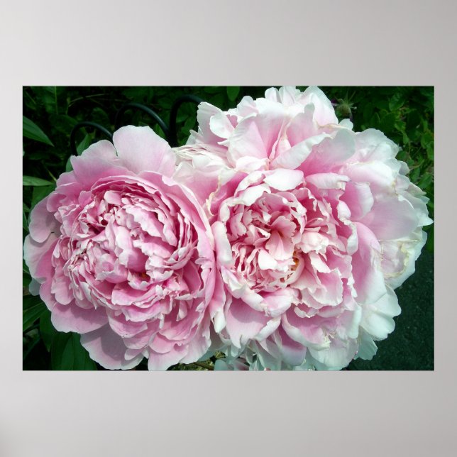 Peony 2 Poster (Vorne)