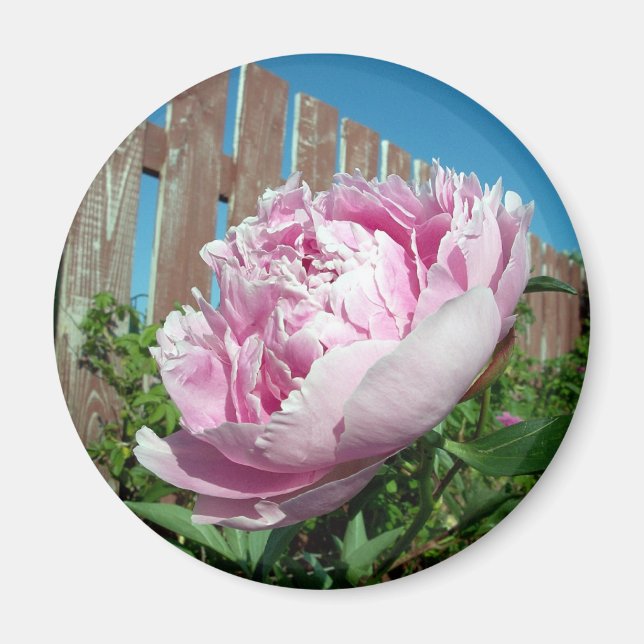 Peony 3 Magnet (Vorne)