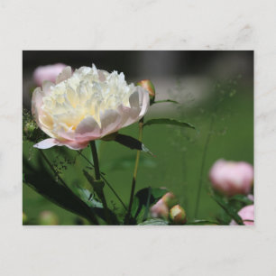 Peony Beauty Postkarte