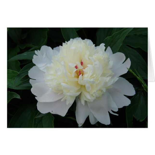 Peony blanc (Devant horizontal)