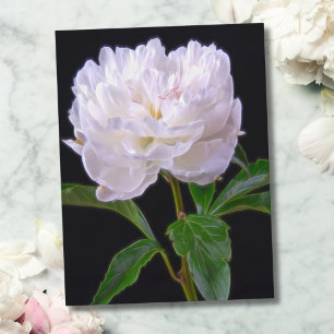 Peony Blanc Sur Carte Postale Arrière - plan Noir