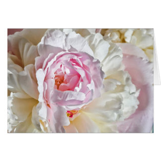 Peony Blossom