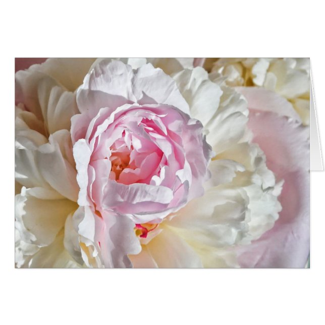 Peony Blossom (Vorderseite (Horizontal))