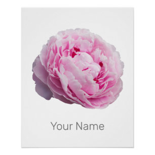 Peony Blossom Rose für Blume und Garten Lover Poster