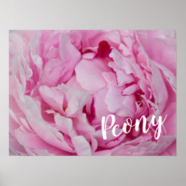 Peony Blossom Rose für Blume- und Gartenliebhaber Poster