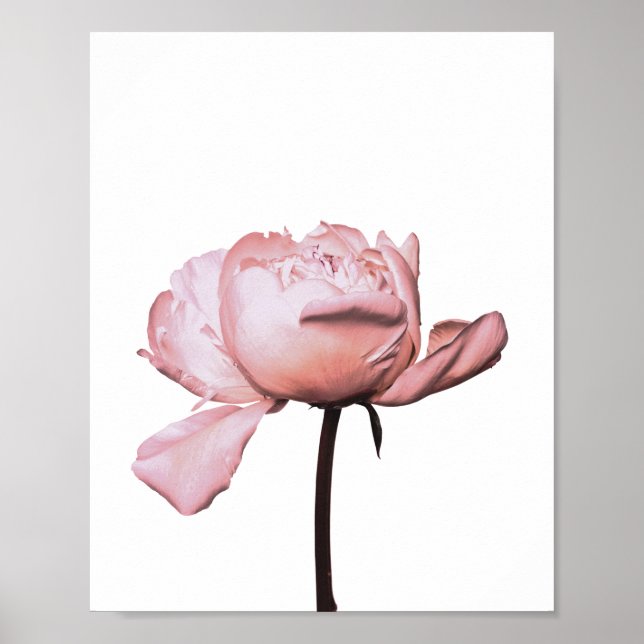 Peony Blume Floral Botanic Poster (Vorne)