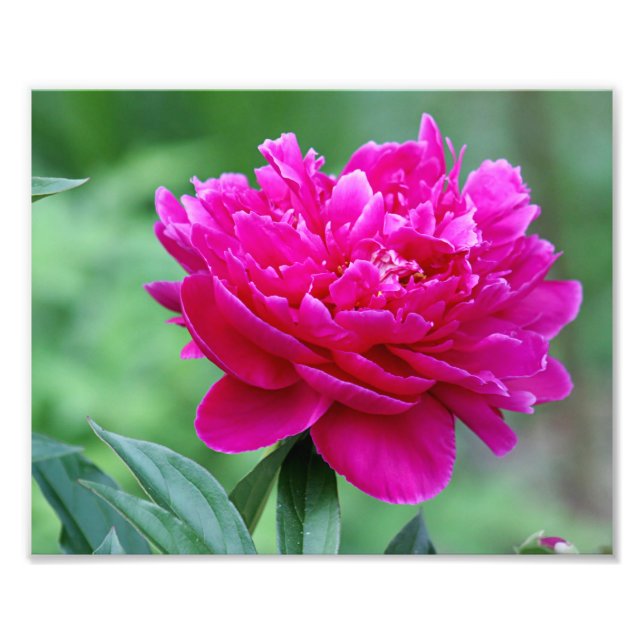 Peony Blume Fotodruck (Vorne)