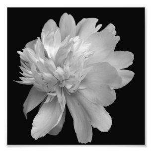 Peony Blume in blass schwarz und weiß 8x8 Fotodruck