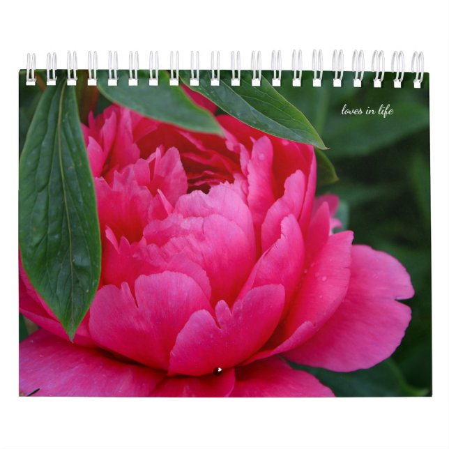 Peony Blume Kalender (Titelbild)