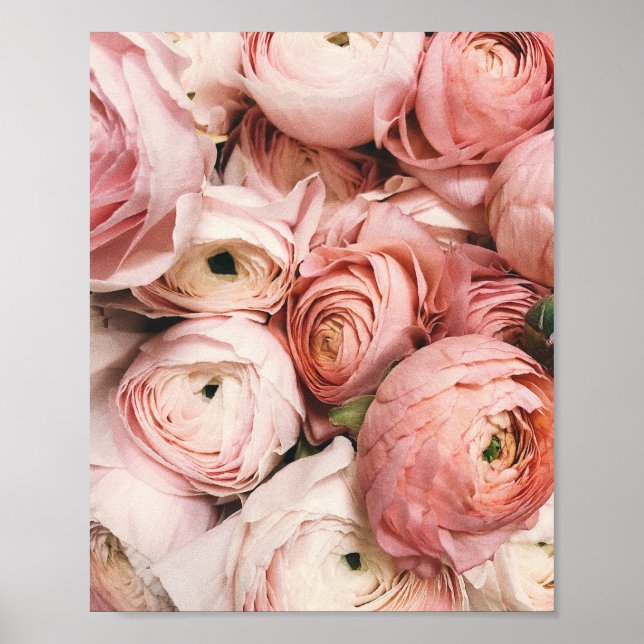 Peony, Blush Printing, Rosa Blumenfotografie, Poster (Vorne)
