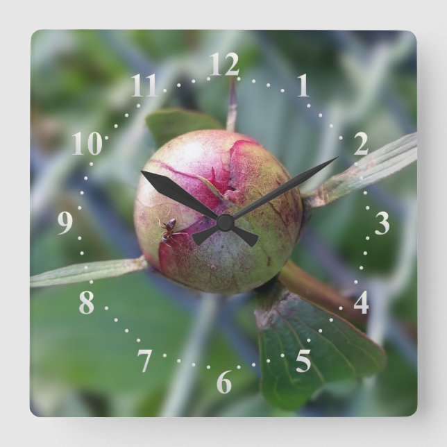 peony bud quadratische wanduhr (Vorderseite)