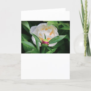 Peony, carte