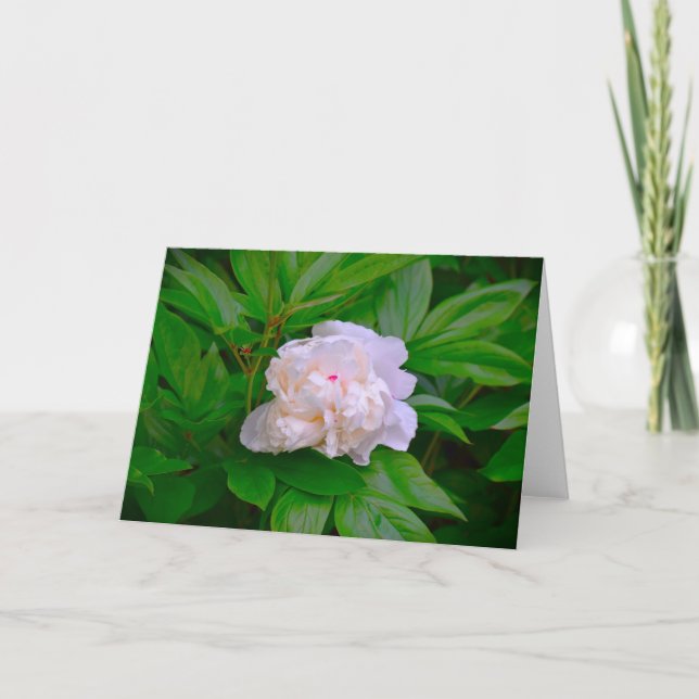 Peony, carte (Devant)