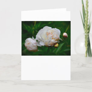 Peony, carte