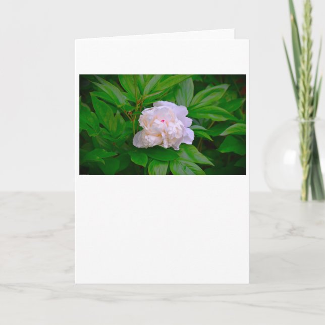 Peony, carte (Devant)