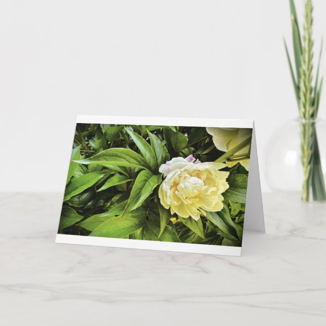 Peony, carte (Devant)