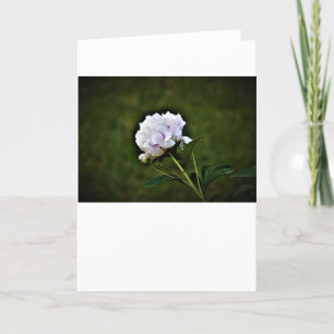 Peony, carte