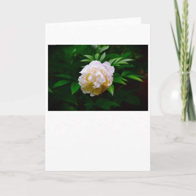 Peony, carte (Devant)
