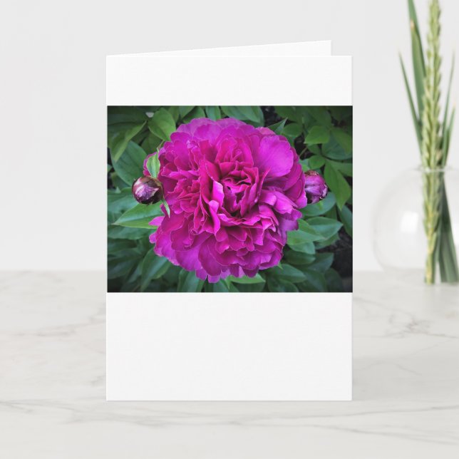 Peony, carte (Devant)