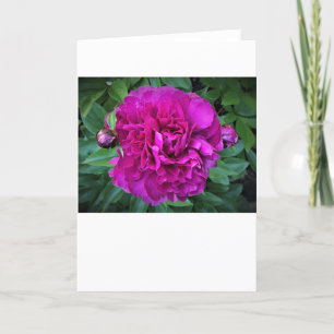 Peony, carte