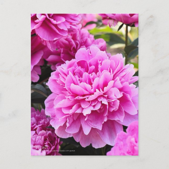 Peony : Carte postale (Devant)
