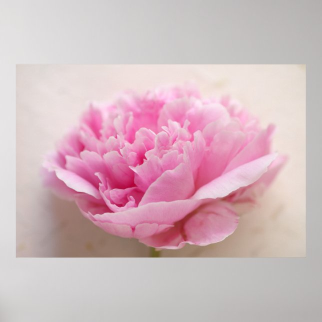 Peony Closeup Poster (Vorne)