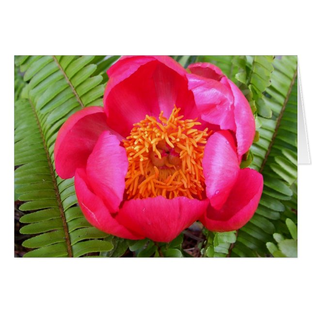Peony et Ferns (Devant horizontal)