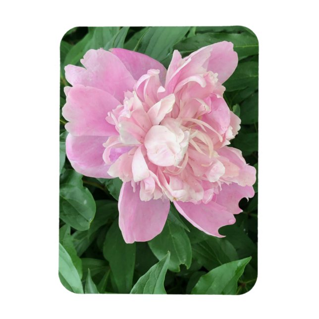 Peony Foto Magnet (Vertikal)