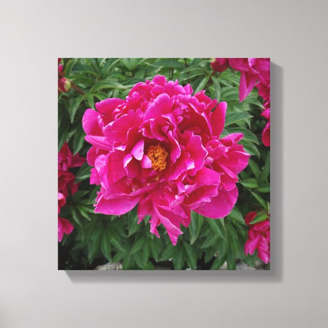 Peony Foto Print Leinwand (Vorderseite)