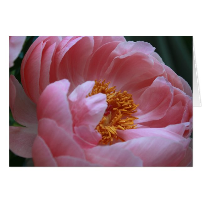 Peony Garden (Vorderseite (Horizontal))