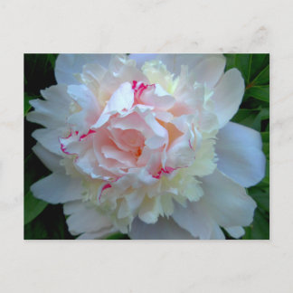 Peony Hübsch White Postkarte