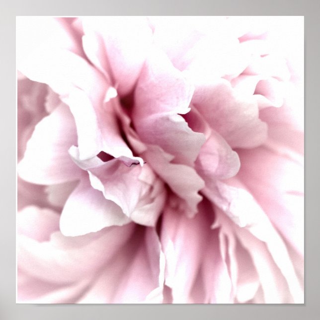 Peony in Macro with Digital Art Pink Poster (Vorne)