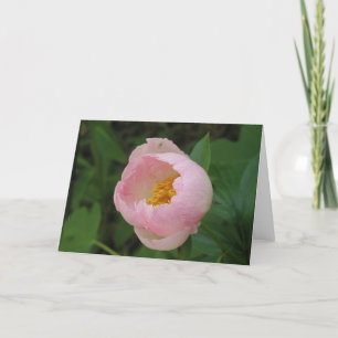 Peony Karte