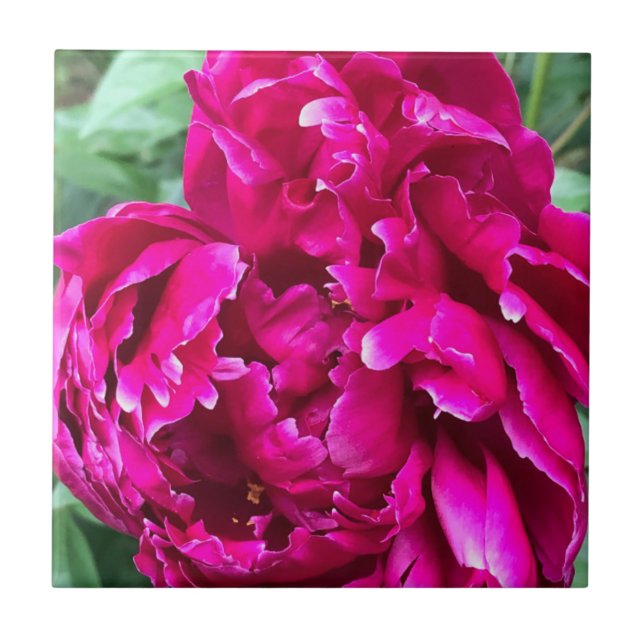 Peony Keramik Tile Fliese (Vorderseite)